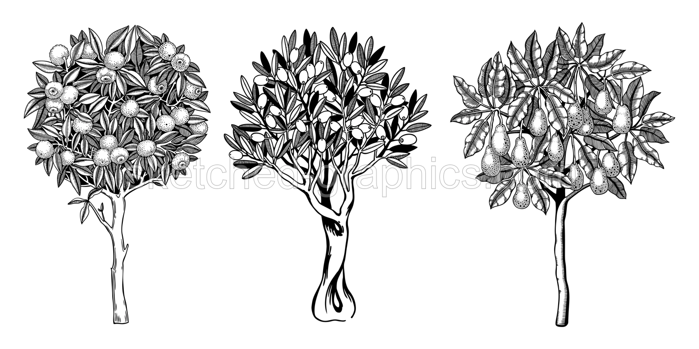Sketched trees set with decorative fruit, leaves and branches in engraving style. Hand-drawn yuzu, avocado and olive illustrations collection. Botanical drawings collection. Illustration